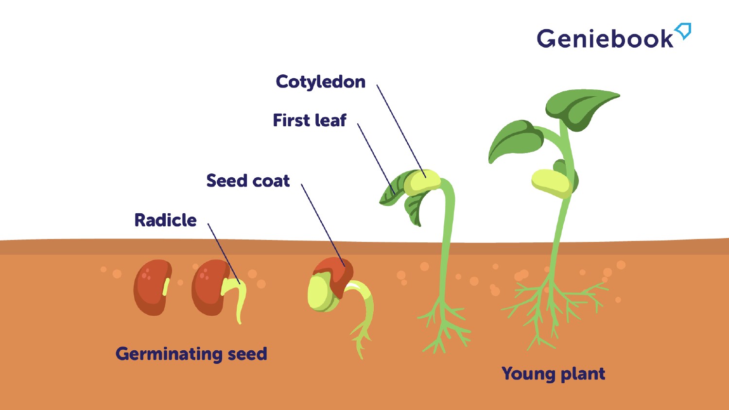 Plant Life Cycle Primary 4 Science Geniebook